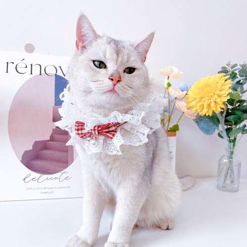Fabric cat collar 