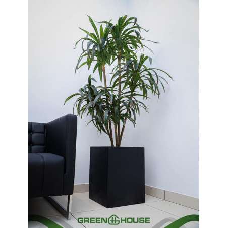 Home ornamental tree