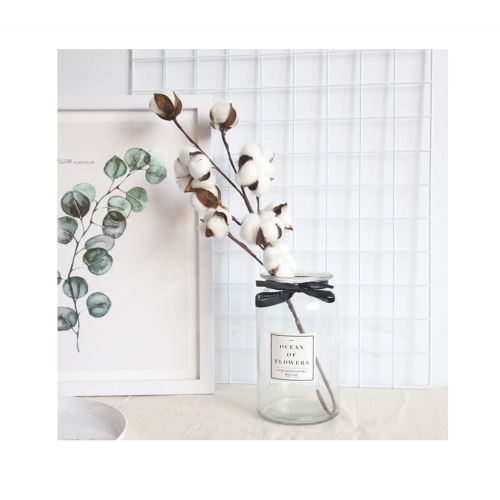 Cotton plant