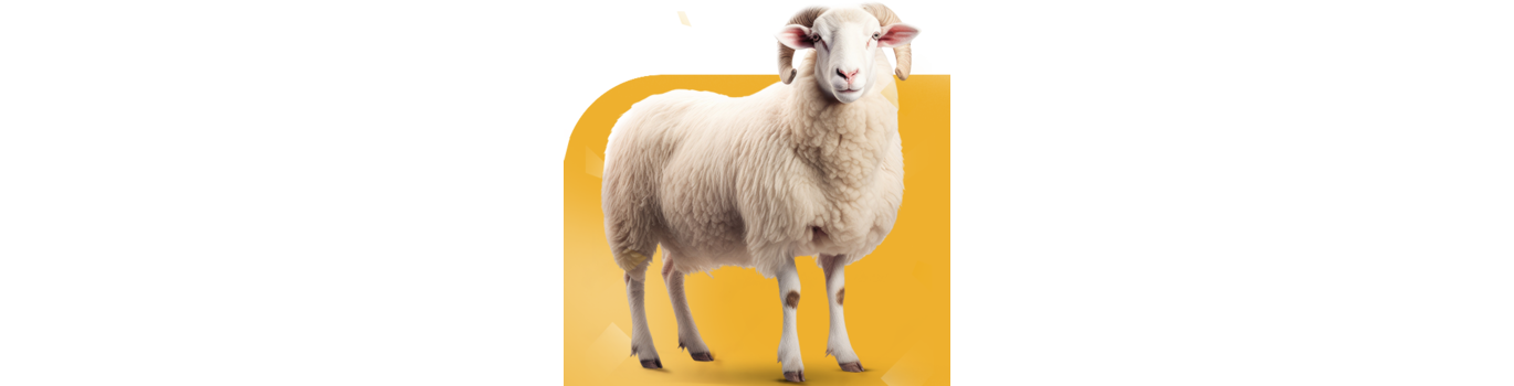 Eid Adha Mubark